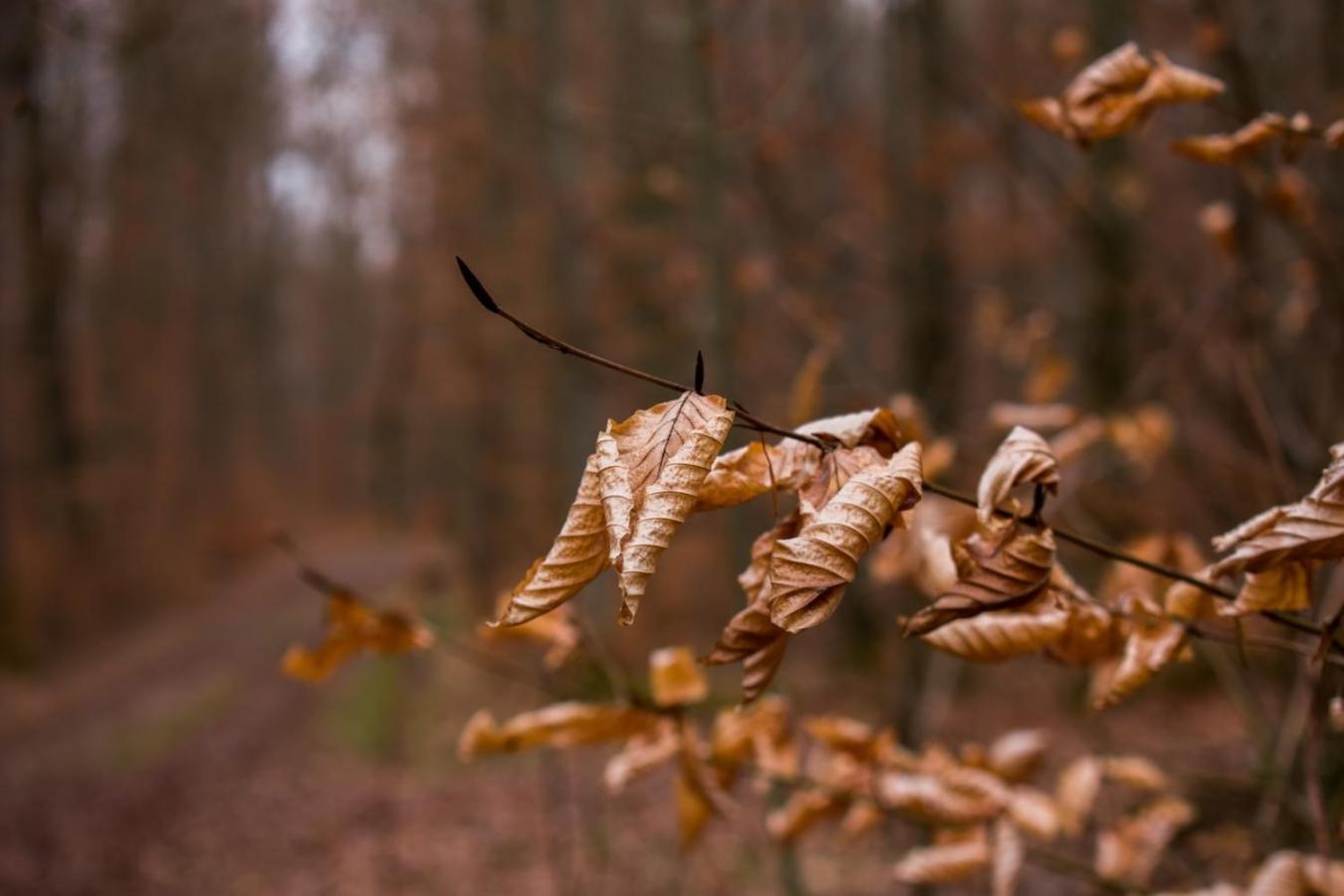 Hof Am Horn - Fewos In Der Natur Laichingen المظهر الخارجي الصورة