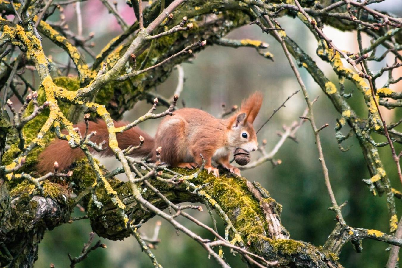 Hof Am Horn - Fewos In Der Natur Laichingen المظهر الخارجي الصورة